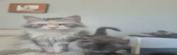Maine Coon cats for sale: Tica registered maine coon kittens  - Advert 3