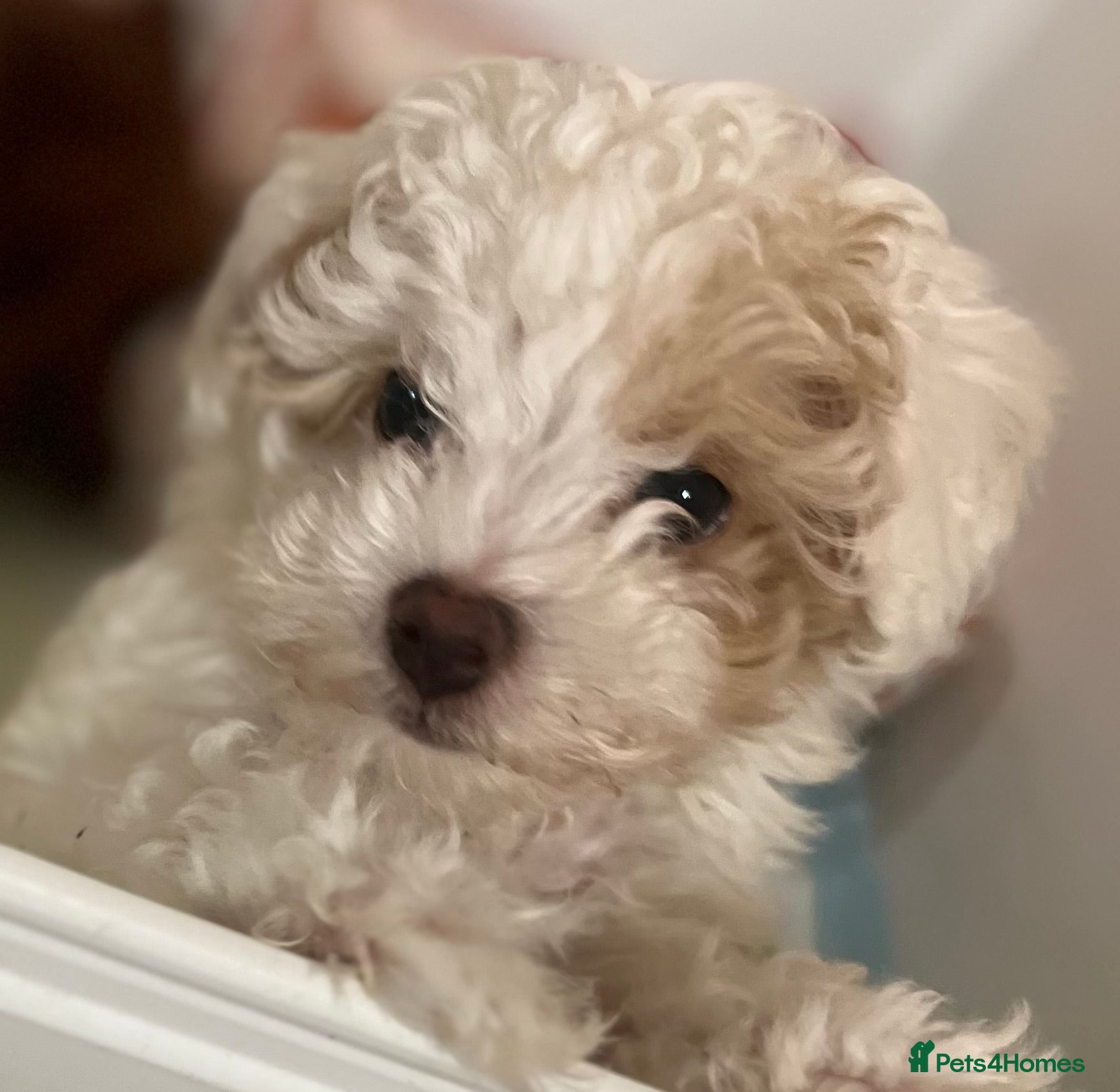 Maltipoo dogs Beautiful White/Tan Maltipoo Make Puppy  - Advert 2