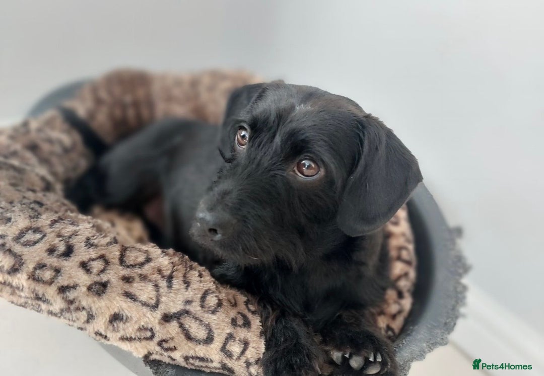 Mixed Breed dogs for sale: Buddy and Minnie (to be rehomed together) - Advert 6