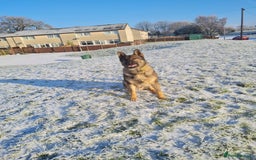 German Shepherd dogs for stud: Male German shepherd  - Image 7