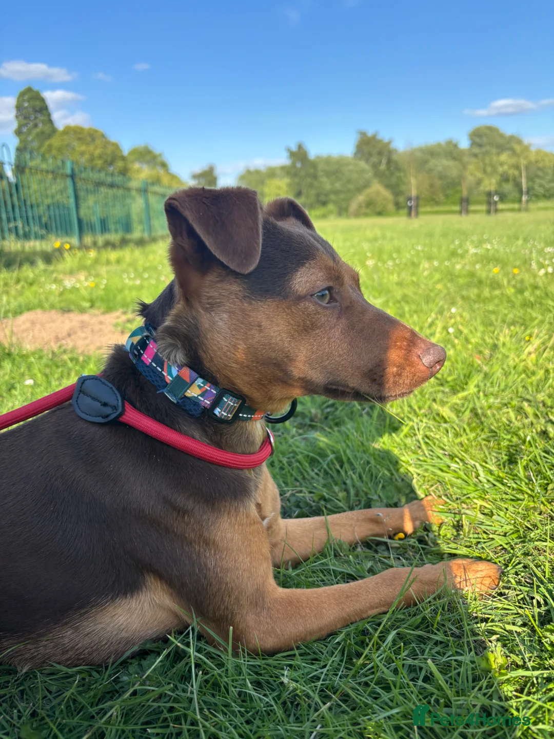 Jack Russell dogs for sale: 19 month old male Jack russel - Advert 1