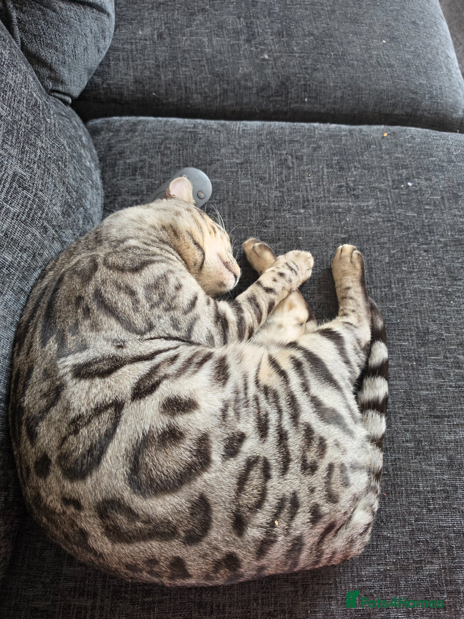 Bengal cats 1 year old neutered male bengal - Advert 2