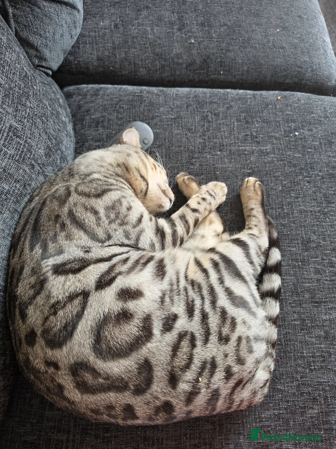 Bengal cats for sale: 1 year old neutered male bengal in Helston - Advert 1