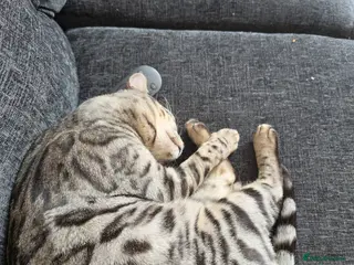 Bengal cats 1 year old neutered male bengal - Advert 2