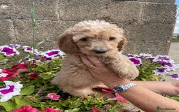 Cockapoo dogs for sale: QUALITY SMALL COCKERPOOS. - Image 4