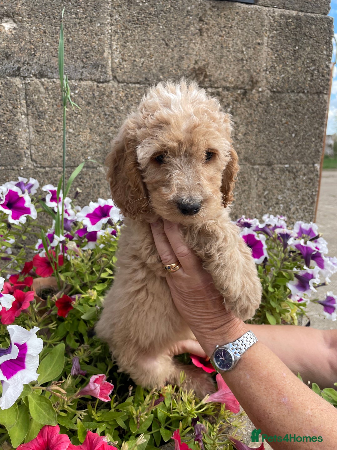 Cockapoo dogs for sale: QUALITY SMALL COCKERPOOS. - Image 4