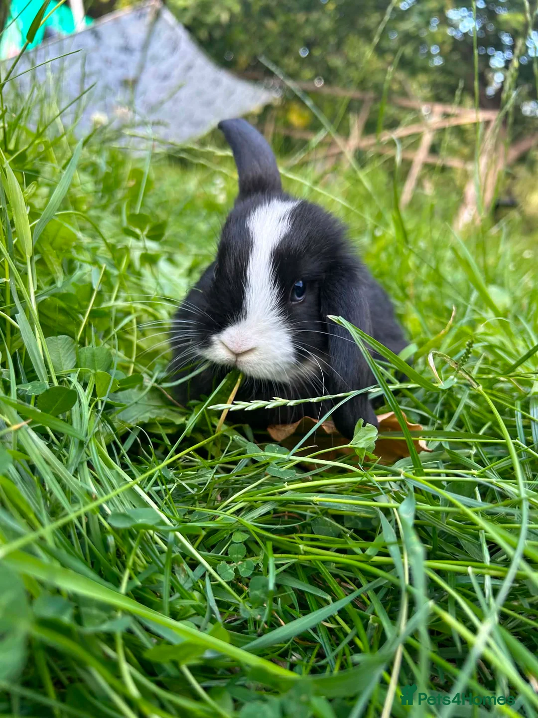 Mixed Breed rabbits for sale: Ready to go to new homes 🏡  - Advert 2