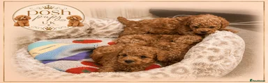 Toy Poodle 4