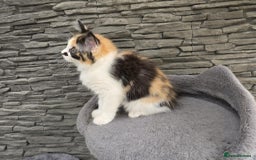 Mixed Breed cats for sale: Beautiful kittens - Image 18