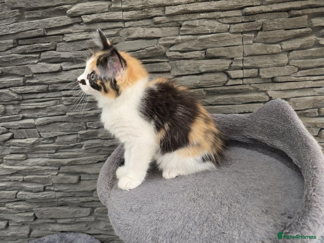 Mixed Breed cats for sale: Beautiful kittens - Image 18