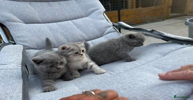 British Shorthair cats in Sowerby Bridge - Advert 1