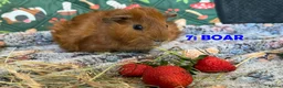 Guinea Pig rodents for sale: Various Guinea Pigs - Ready Now - Advert 13