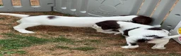 English Springer Spaniel dogs for sale: HEALTH TESTED QUALITY ENGLISH SPRINGER SPANIELS  - Advert 31