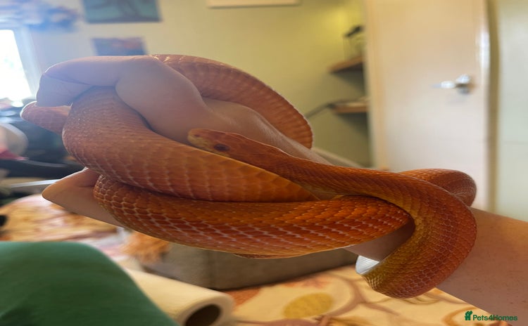 Corn Snake reptiles - Advert 2