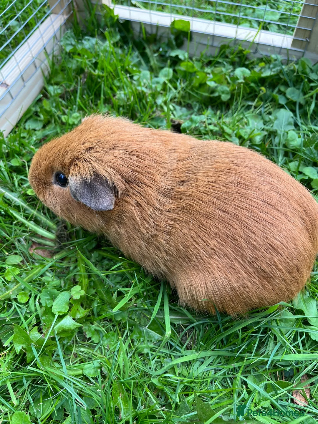 Guinea Pig rodents for sale: Young boar - Advert 2