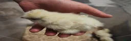 Chickens poultry for sale: USA silkie chicks/ hatching eggs CPQ quails - Advert 18