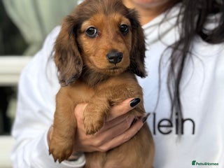 Miniature Dachshund dogs Miniature long hair dachshunds - Advert 8