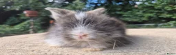 Angora rabbits for sale: 🩷 FULL FACE ANGORA BABIES- PARENTS FROM🇫🇷 - Advert 30