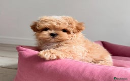 Maltipoo dogs for sale: Beautiful Best Friends Maltipoo toy puppies - Image 9