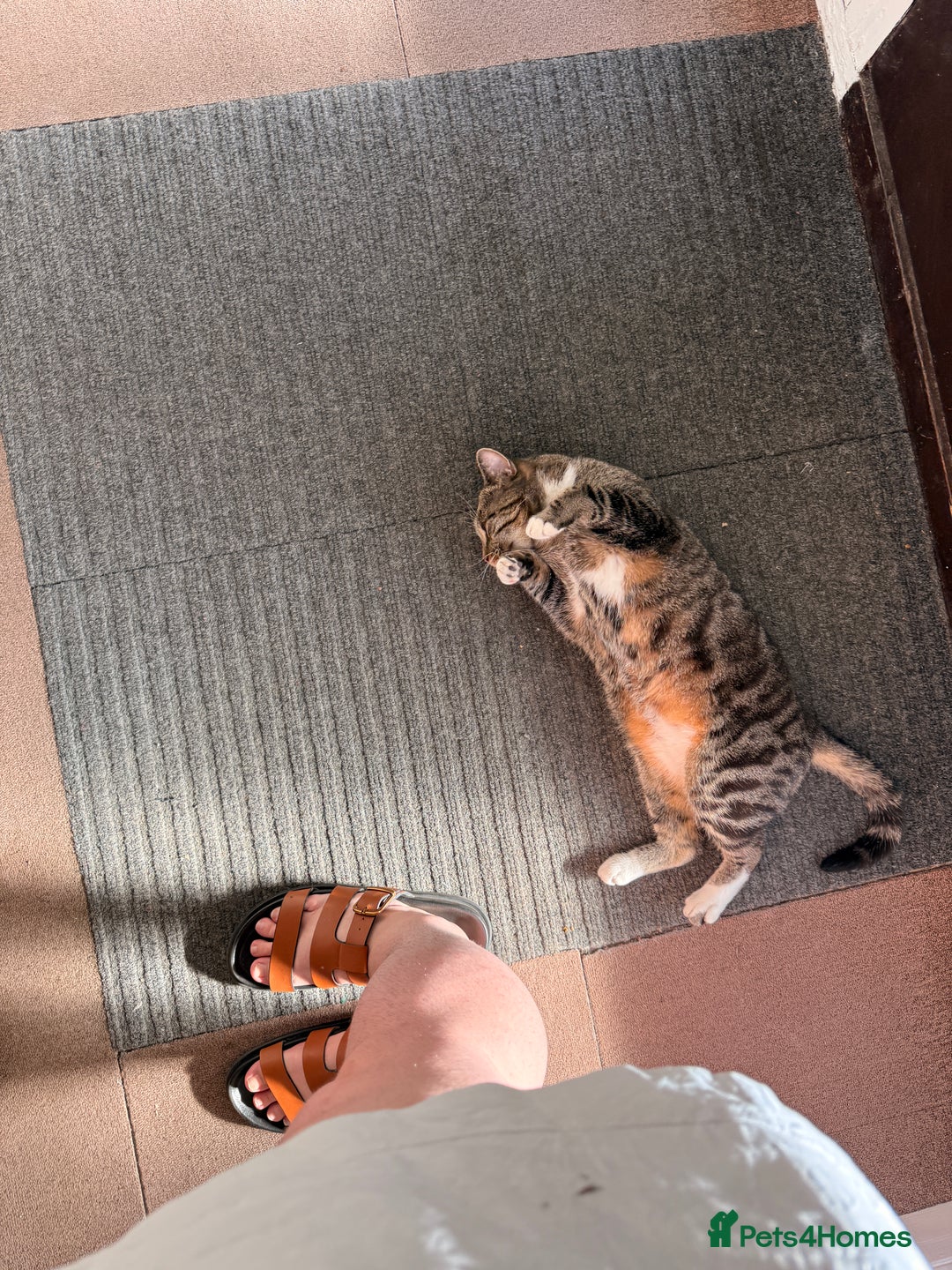 British Shorthair cats for sale: Lily girl - Advert 2