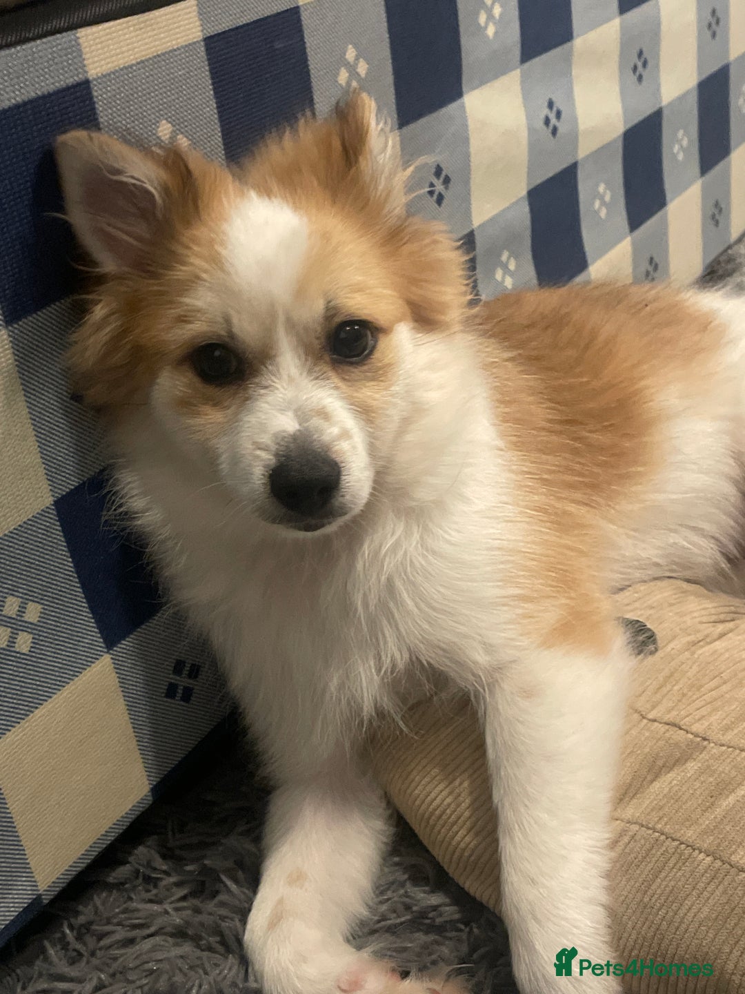 German Spitz dogs for sale: 🐾 10-Month-Old German Spitz Puppy - Image 9