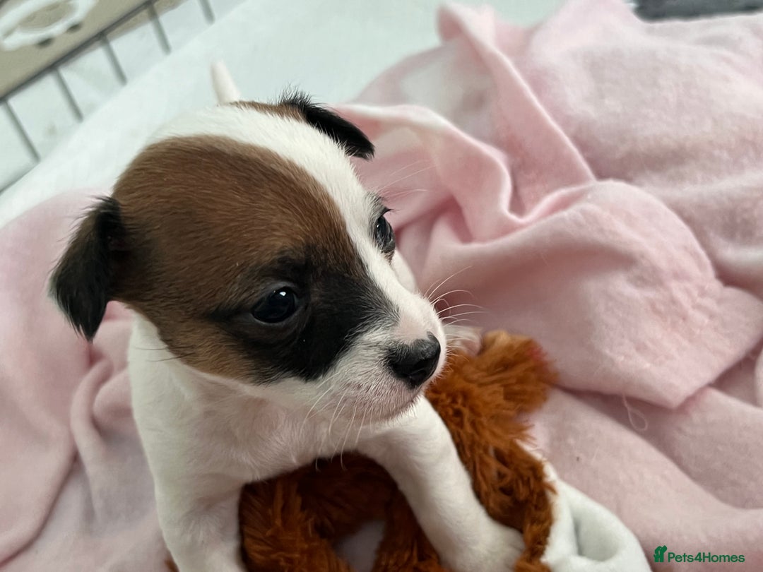 Jack Russell dogs for sale: Stunning Miniature Jack Russell Puppies!!! - Advert 25