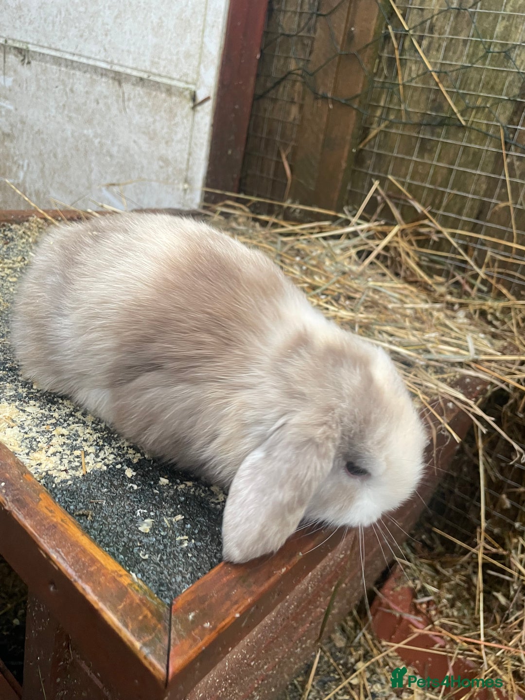 Mini Lop rabbits for sale: Beautiful mini lop babies  - Advert 18
