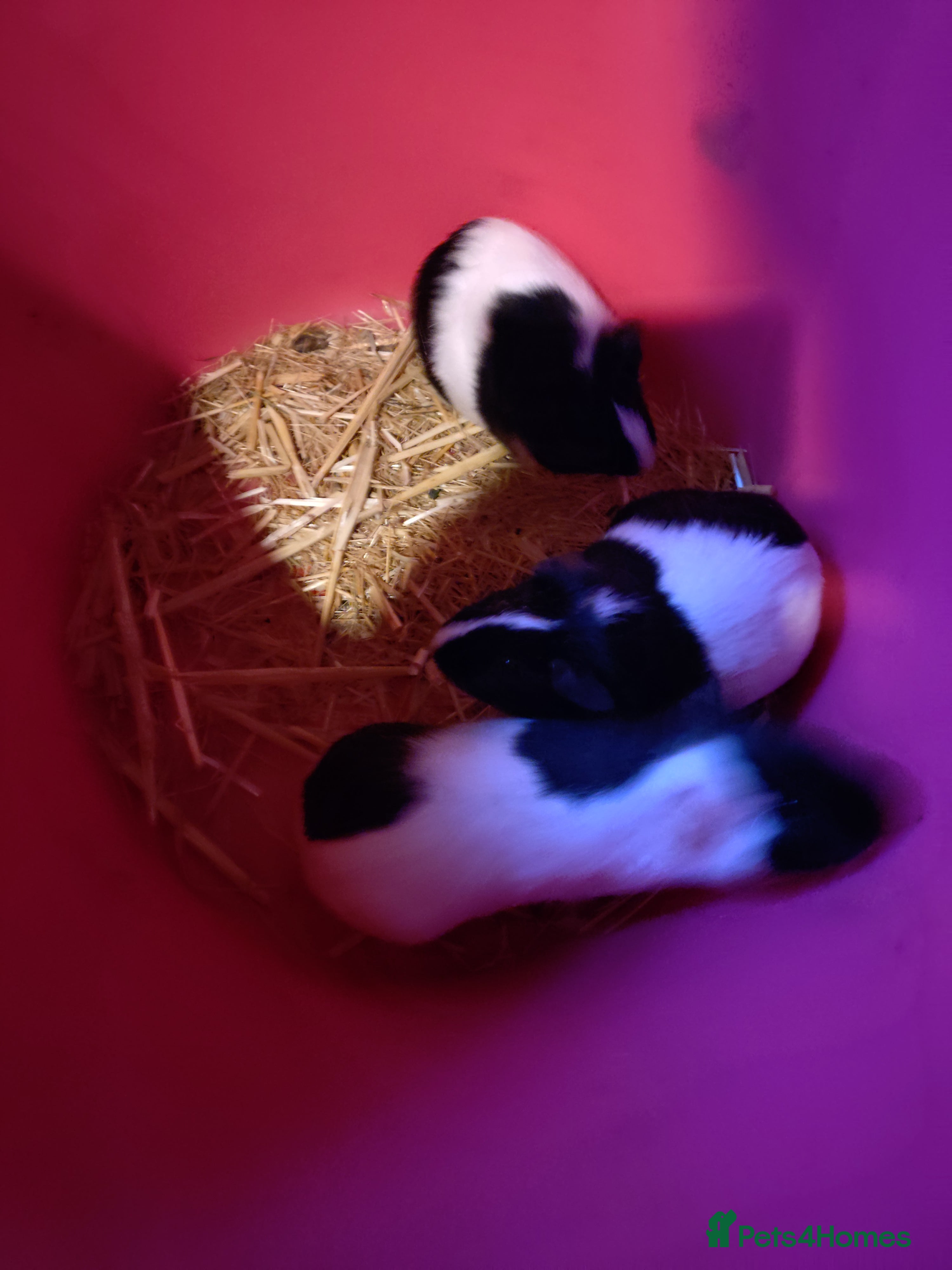 Guinea Pig rodents Baby guinea pig just  females left - Advert 15