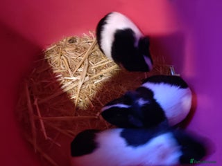 Guinea Pig rodents Baby guinea pig just females left - Advert 15