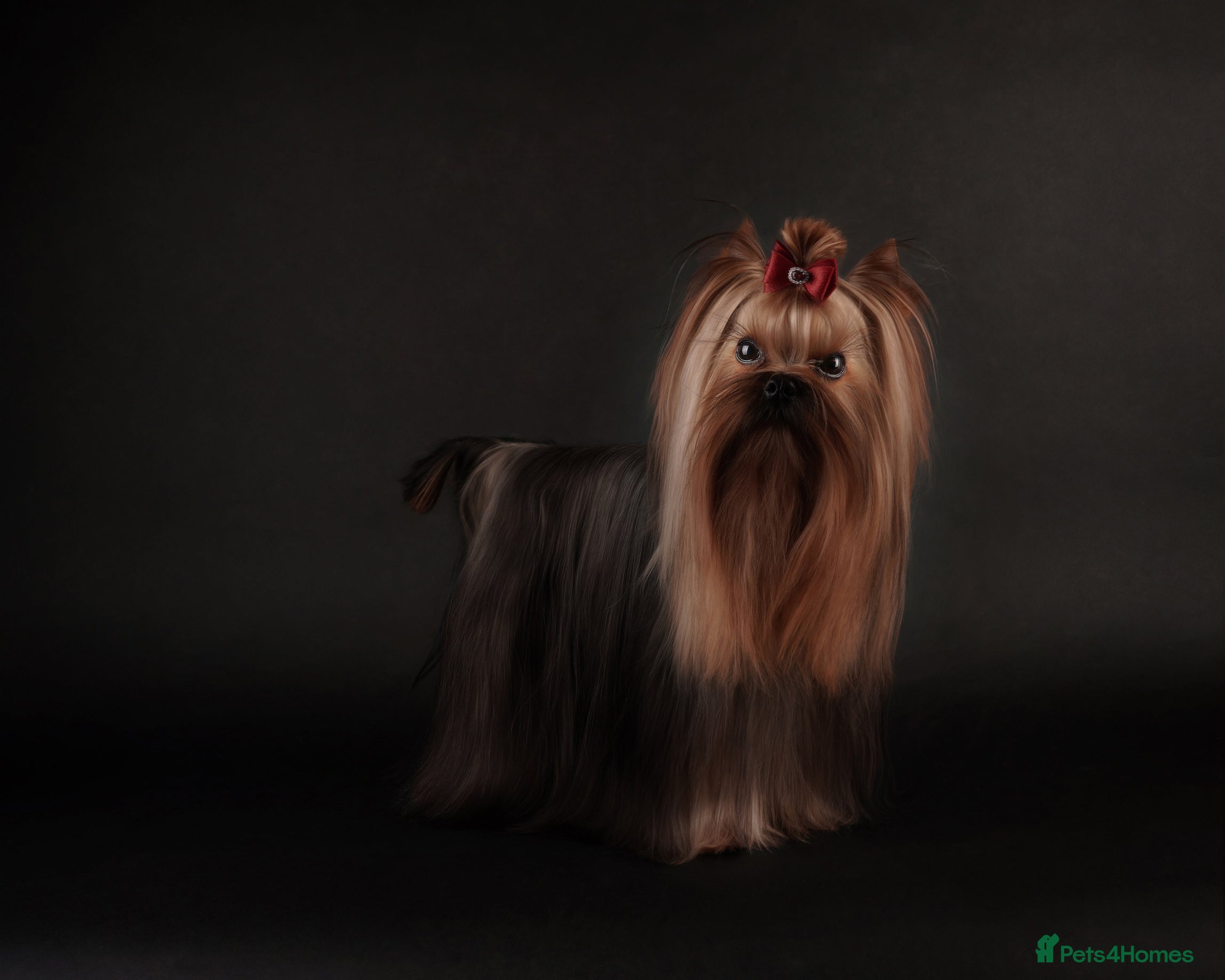 Yorkshire Terrier dogs Miniature Show boy  1,8 kg !  in Camberley - Advert 22