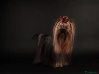 Yorkshire Terrier dogs Miniature Show boy 1,8 kg ! in Camberley - Advert 22