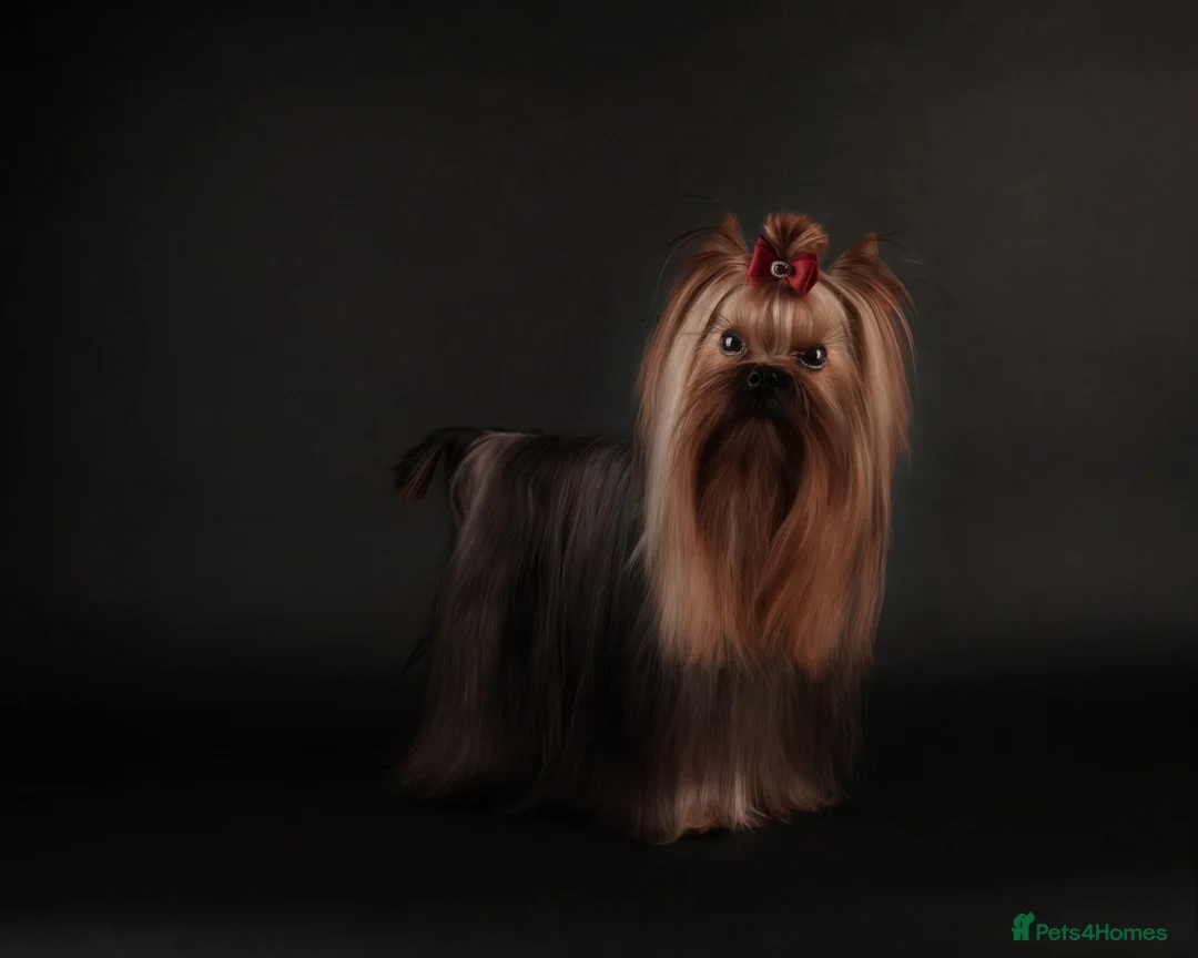 Yorkshire Terrier dogs for stud: Miniature Show boy  1,8 kg !  in Camberley - Advert 1