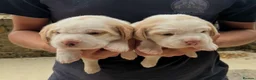 Beagle dogs for sale: Champion Bred Puppies (KC reg) - Advert 4