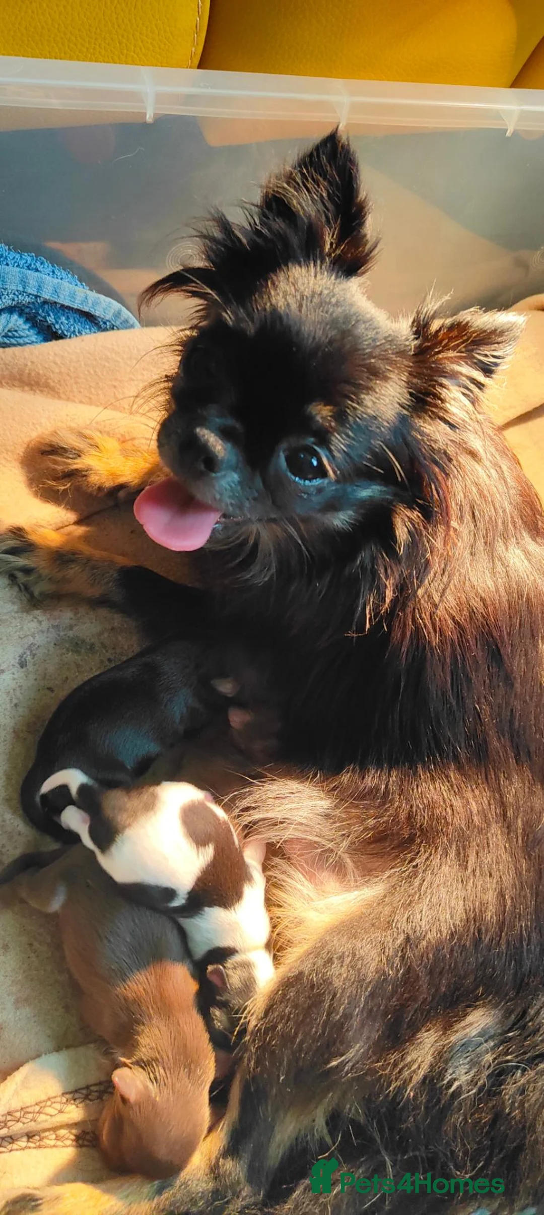 Chihuahua dogs for sale: Amazing Quality Long Coat Chihuahua Puppies  - Advert 6