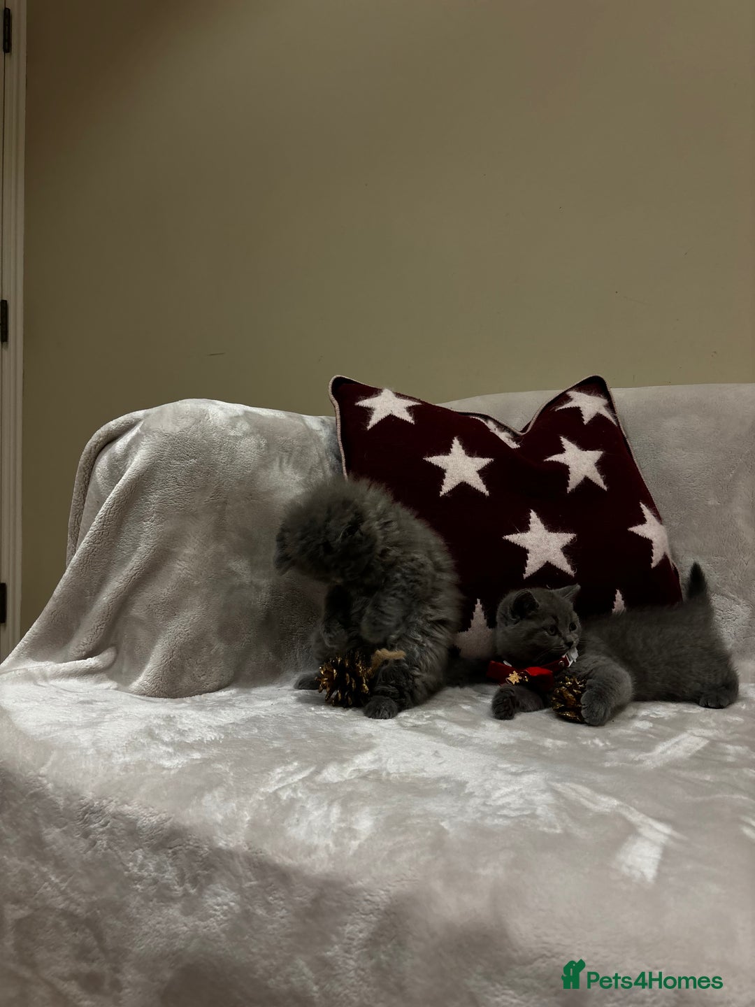 British Shorthair cats for sale: British Shorthair Kittens - Advert 20