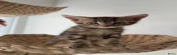 Mixed Breed cats for sale: Beautiful Tabby Kittens - Advert 20