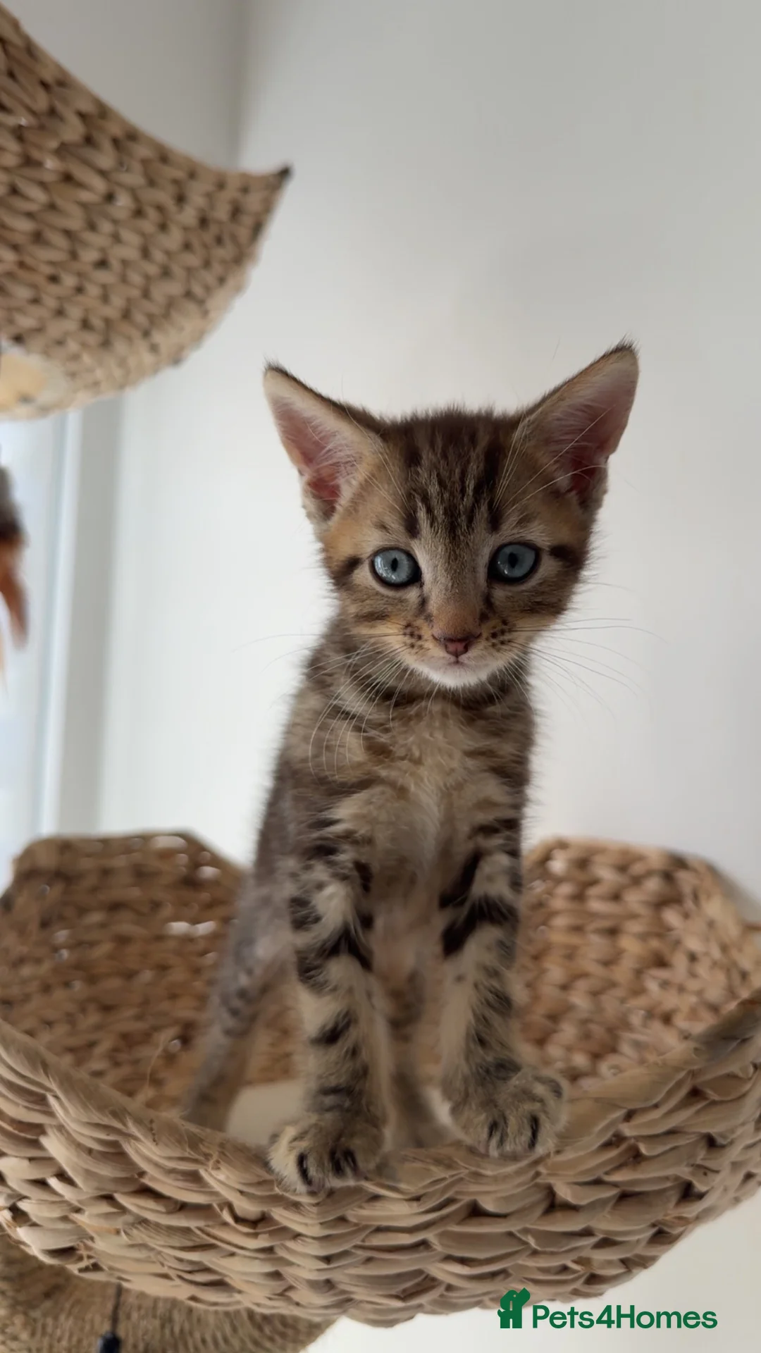 Mixed Breed cats for sale: Beautiful Tabby Kittens - Advert 20