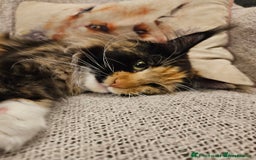 Maine Coon cats for sale: Maine Coon kittens available Chunky and confident - Image 23