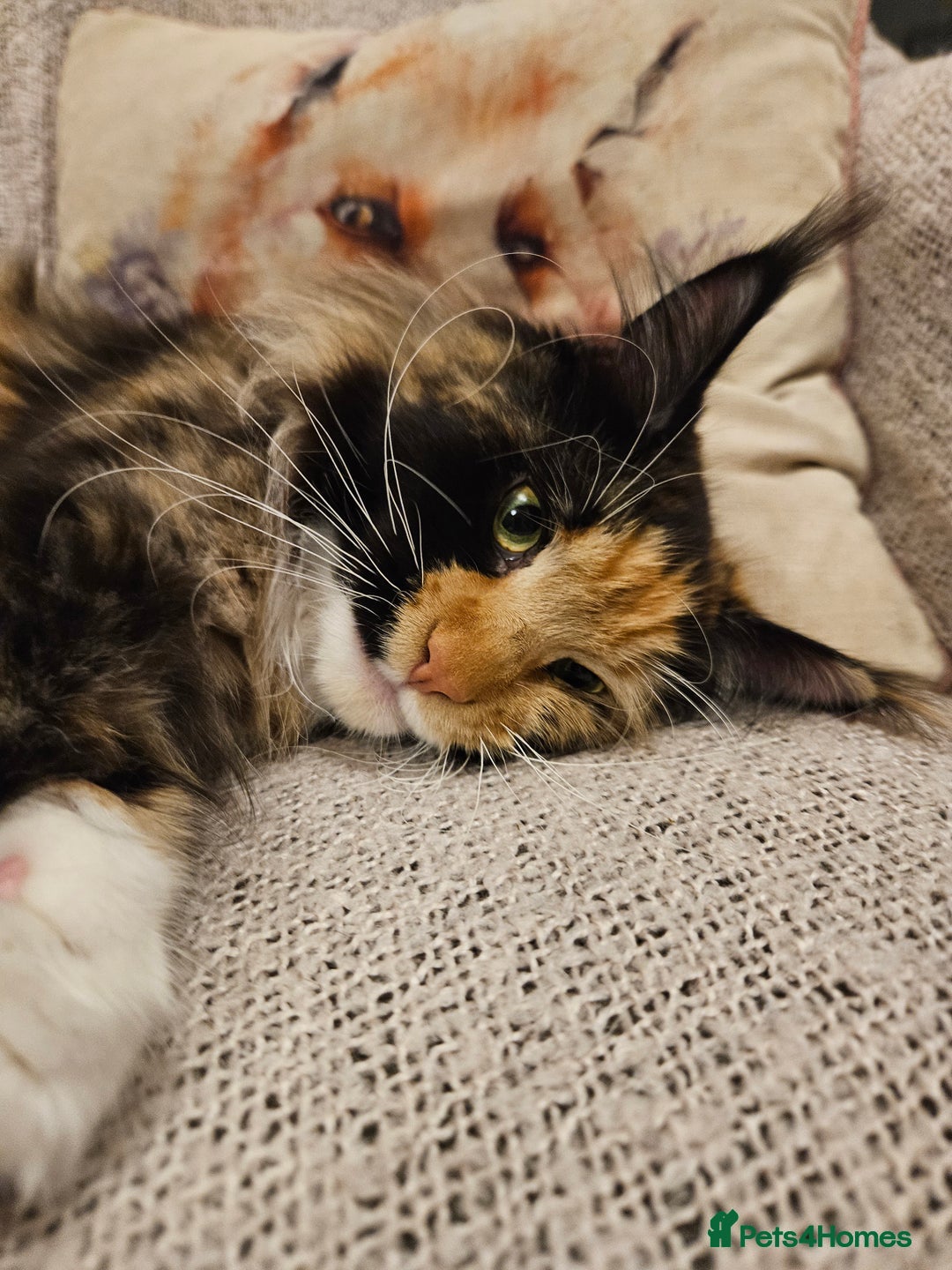 Maine Coon cats for sale: Maine Coon kittens available Chunky and confident - Image 23