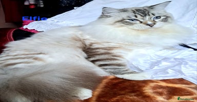 Ragdoll cats - Advert 1