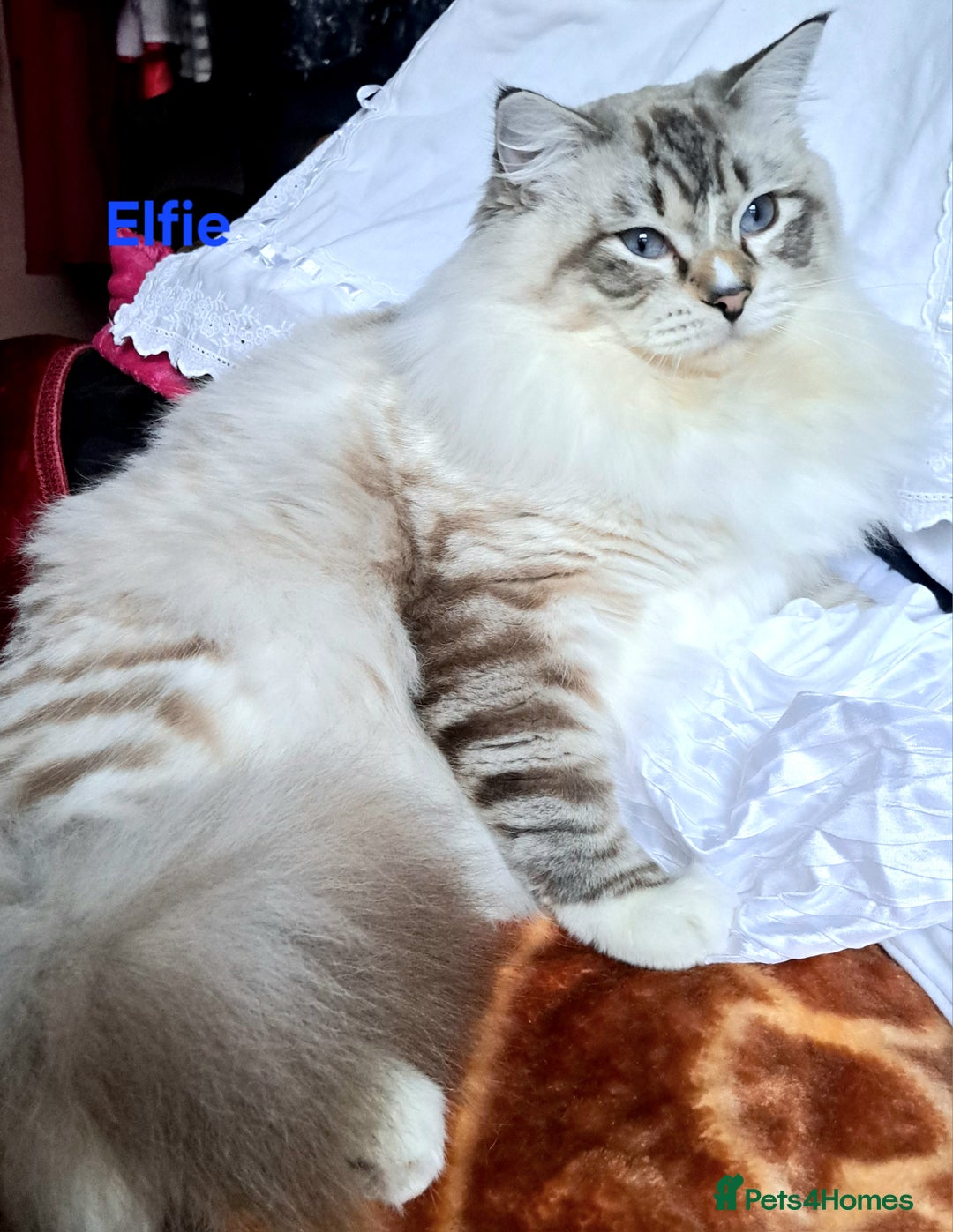 Ragdoll cats for sale: Exceptional bloodlines Ragdolls 💞💞 - Image 2