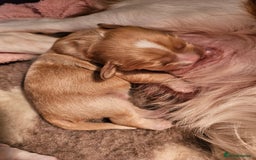 Mixed Breed dogs for sale: Adorable Cavapoo Puppies 🐶  - Image 6