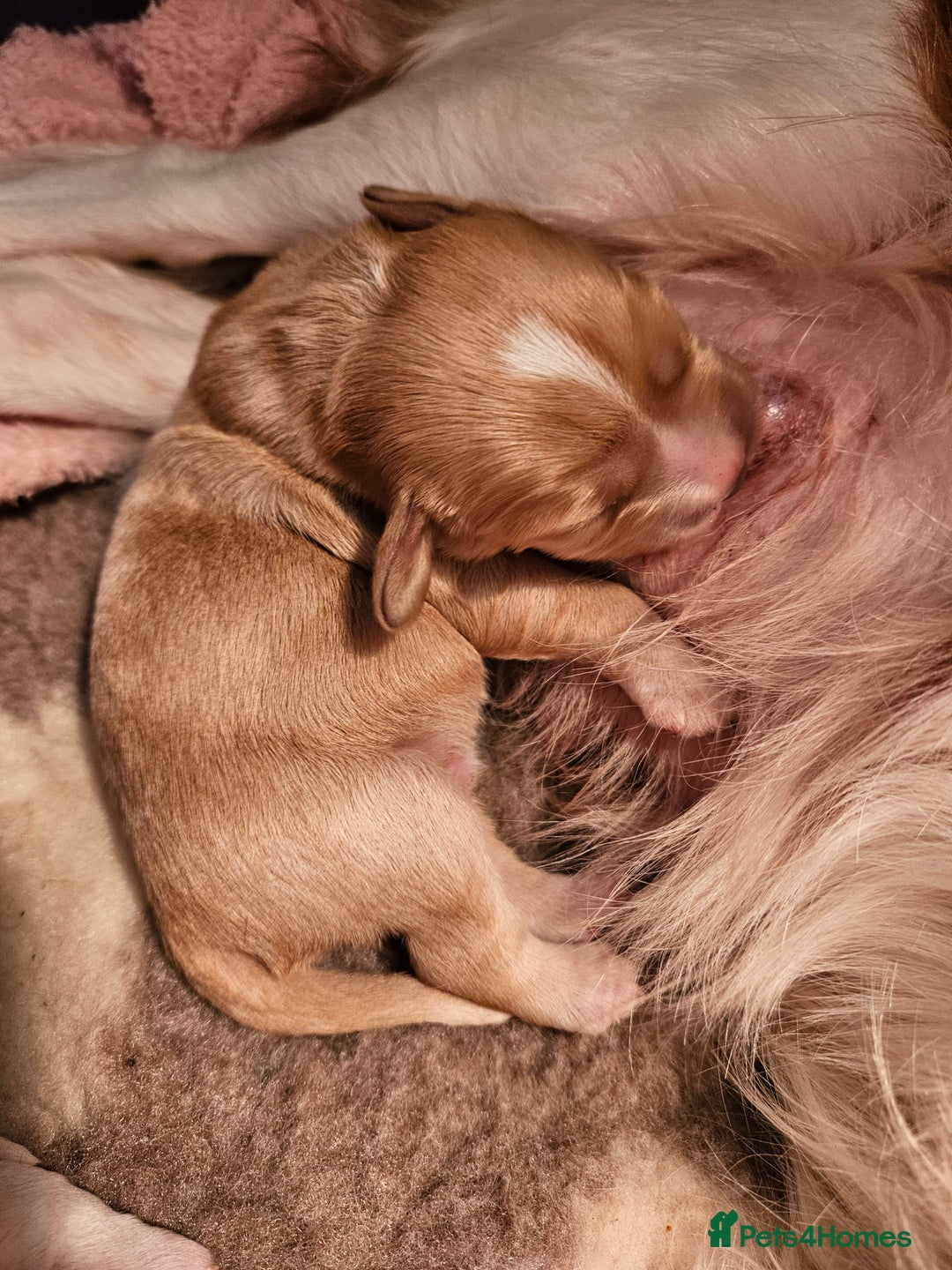 Mixed Breed dogs for sale: Adorable Cavapoo Puppies 🐶  - Image 6