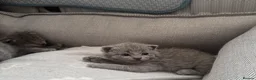 British Shorthair cats for sale: British shorthair kittens in Ilkeston - Advert 10
