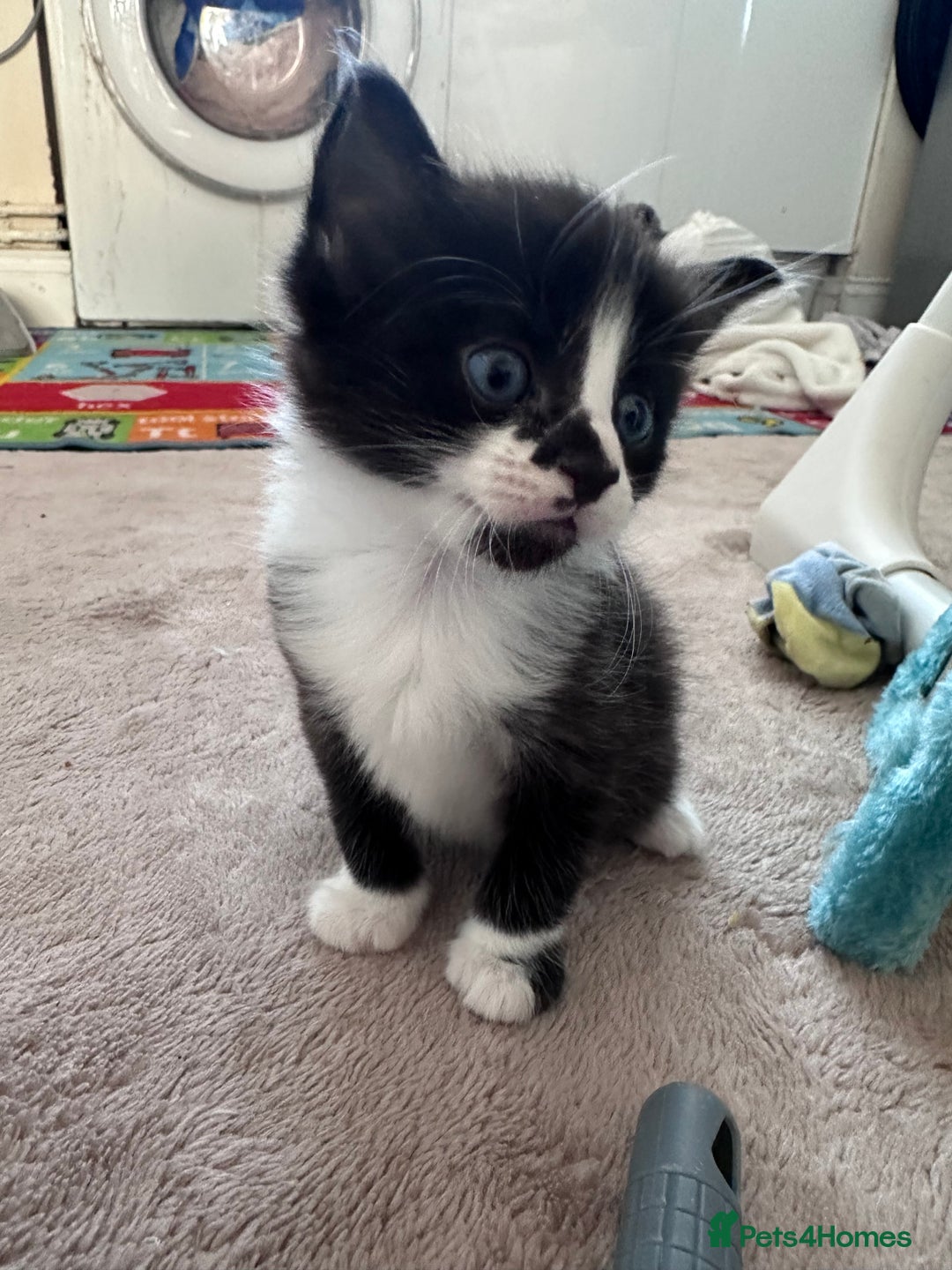 Mixed Breed cats for sale: Beautiful kittens  - Image 10