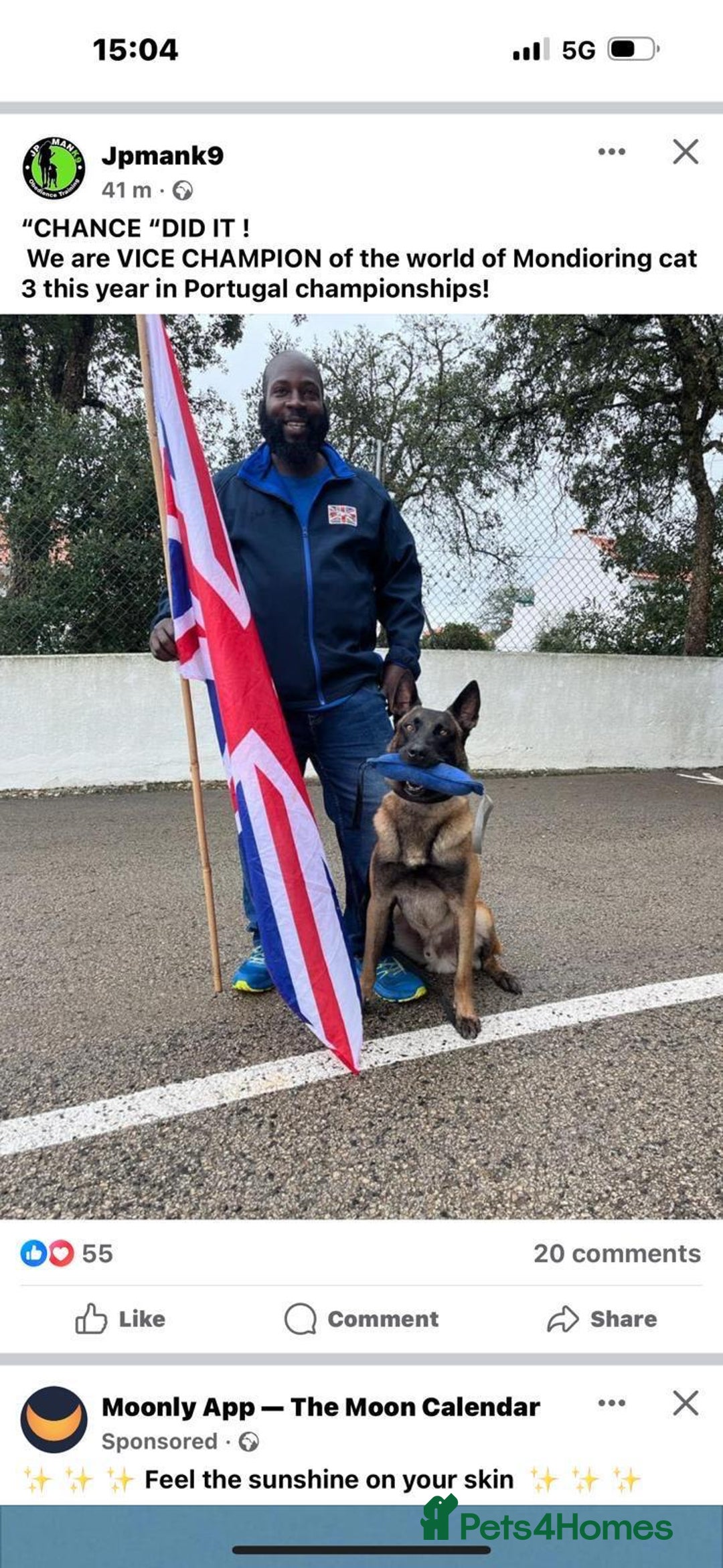 Belgian Shepherd Dog dogs for sale: Belgian Malinois is due before 5th of January - Advert 17