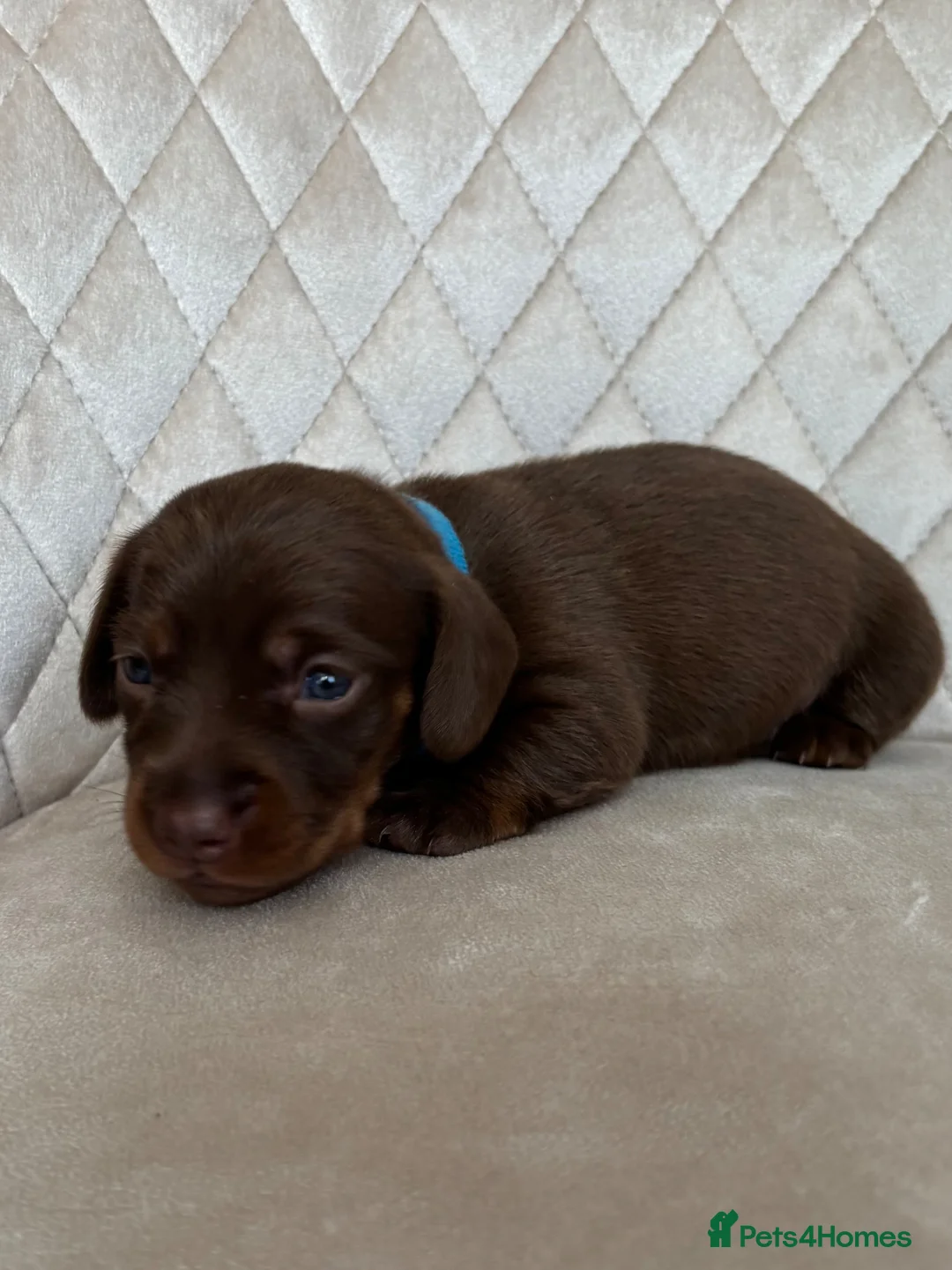 Miniature Dachshund dogs for sale: ✨ Beautiful Litter of Miniature Dachshunds ✨ - Advert 15