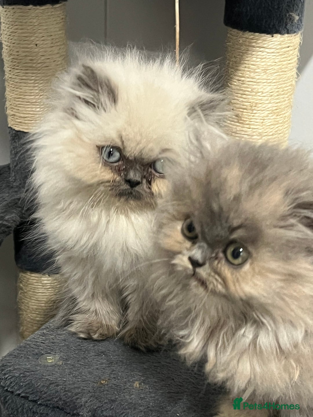 Exotic cats for sale: Stunning Exotic Kittens  - Advert 12