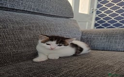 Mixed Breed cats for sale: Kittens  - Image 4