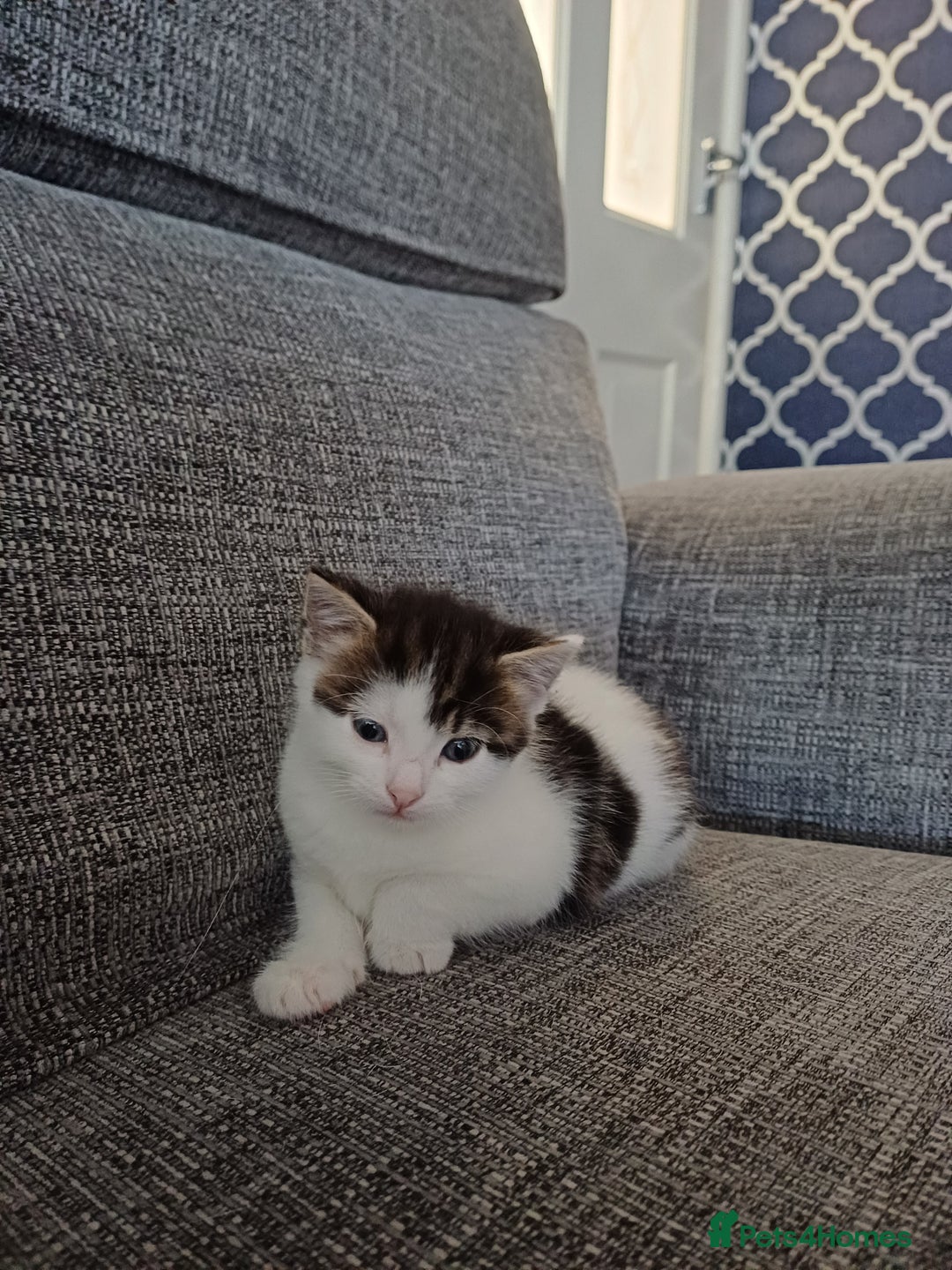 Mixed Breed cats for sale: Kittens  - Image 4